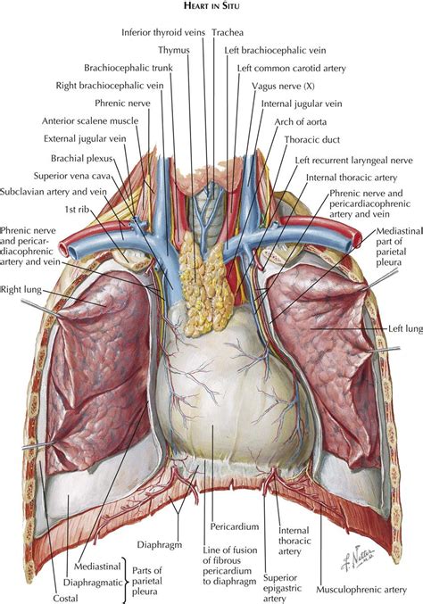 etg book of chest anatomy.